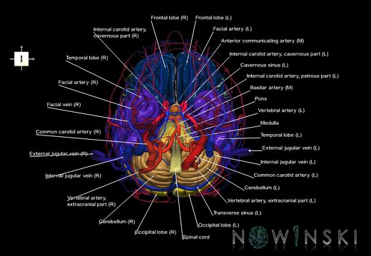 G4.T1.1-15.2-16.1-17.2-18.2.V6.C2.L1.CNS–Intracranial arterial–venous systems–Extracranial arteries–veins