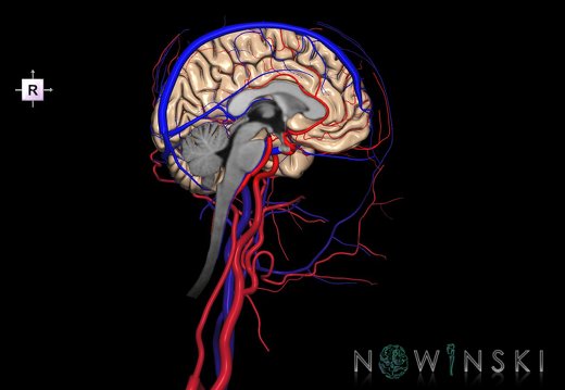 G4.T1.2-15.3-16.2-17.3-18.3.V4.C1.L0.CNS–Intracranial arterial–venous systems–Extracranial arteries–veins.Left