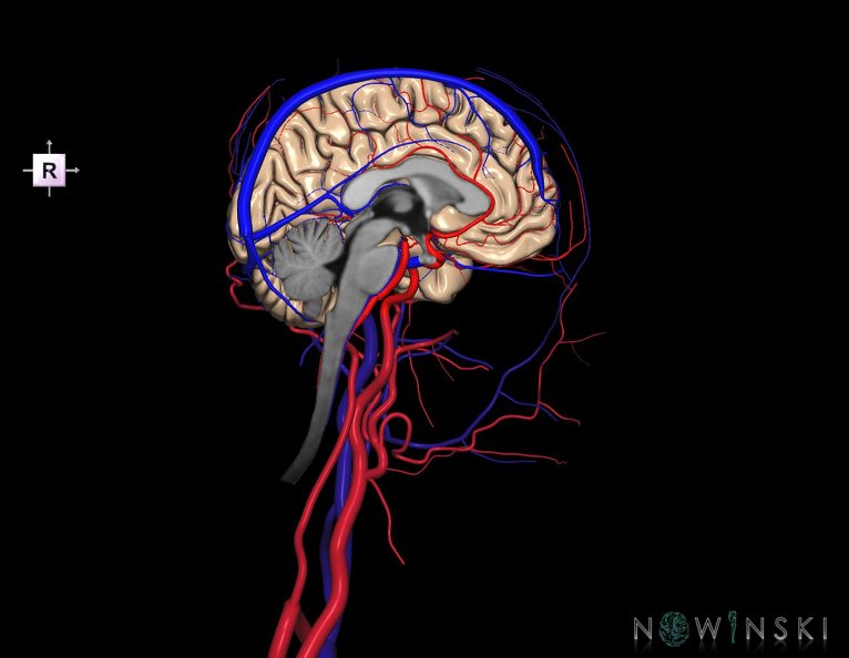 G4.T1.2-15.3-16.2-17.3-18.3.V4.C1.L0.CNS–Intracranial_arterial–venous_systems–Extracranial_arteries–veins.Left.tiff