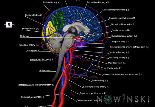 G4T1.2-15.3-16.2-17.3-18.3.CNS-IntracranialArterial-VenousSystems-ExtracranialArteries-Veins.Left