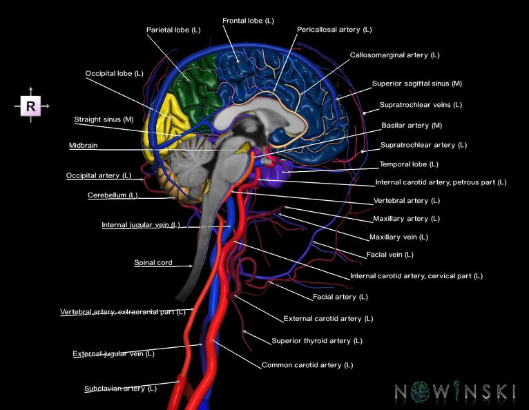 G4.T1.2-15.3-16.2-17.3-18.3.V4.C2.L1.CNS–Intracranial_arterial–venous_systems–Extracranial_arteries–veins.Left.tiff