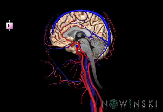 G4.T1.3-15.4-16.3-17.4-18.4.V2.C1.L0.CNS–Intracranial arterial–venous systems–Extracranial arteries–veins.Right