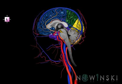 G4.T1.3-15.4-16.3-17.4-18.4.V2.C2.L0.CNS–Intracranial arterial–venous systems–Extracranial arteries–veins.Right