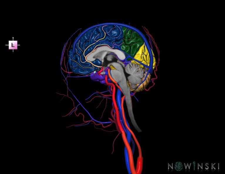 G4.T1.3-15.4-16.3-17.4-18.4.V2.C2.L0.CNS–Intracranial_arterial–venous_systems–Extracranial_arteries–veins.Right.tiff