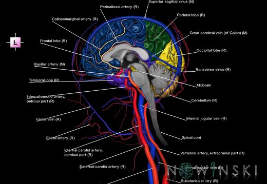 G4.T1.3-15.4-16.3-17.4-18.4.V2.C2.L1.CNS–Intracranial arterial–venous systems–Extracranial arteries–veins.Right