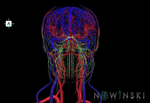G4.T15.2-16.1-17.2-18.2-19.1.V1.C1.L0.Intracranial arterial–venous systems–Extracranial arteries–veins–Cranial nerves