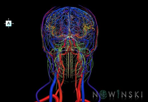 G4.T15.2-16.1-17.2-18.2-19.1.V1.C2.L0.Intracranial arterial–venous systems–Extracranial arteries–veins–Cranial nerves