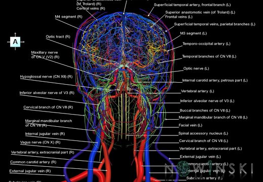 G4.T15.2-16.1-17.2-18.2-19.1.V1.C2.L1.Intracranial arterial–venous systems–Extracranial arteries–veins–Cranial nerves