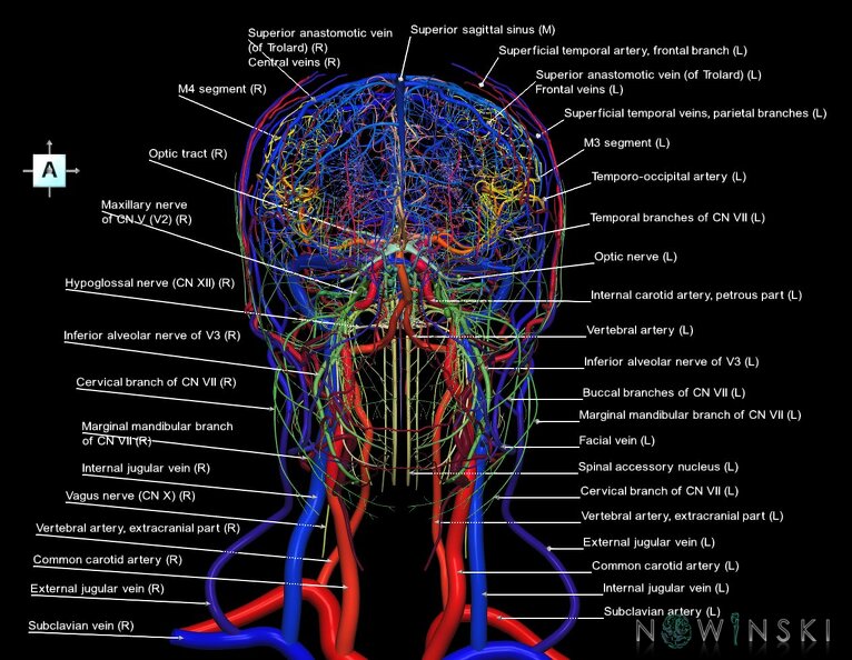 G4.T15.2-16.1-17.2-18.2-19.1.V1.C2.L1.Intracranial_arterial–venous_systems–Extracranial_arteries–veins–Cranial_nerves.tiff