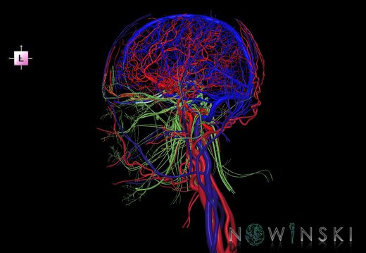 G4.T15.2-16.1-17.2-18.2-19.1.V2.C1.L0.Intracranial arterial–venous systems–Extracranial arteries–veins–Cranial nerves