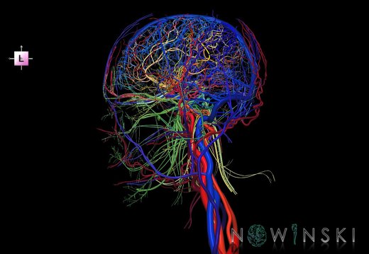 G4.T15.2-16.1-17.2-18.2-19.1.V2.C2.L0.Intracranial arterial–venous systems–Extracranial arteries–veins–Cranial nerves