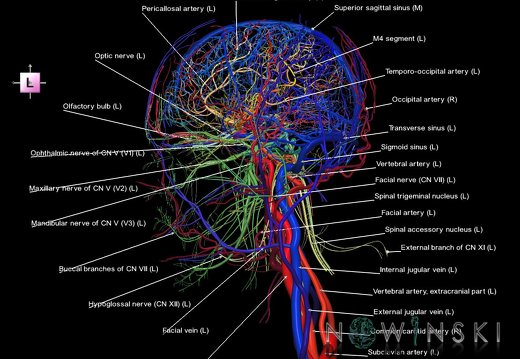 G4.T15.2-16.1-17.2-18.2-19.1.V2.C2.L1.Intracranial arterial–venous systems–Extracranial arteries–veins–Cranial nerves