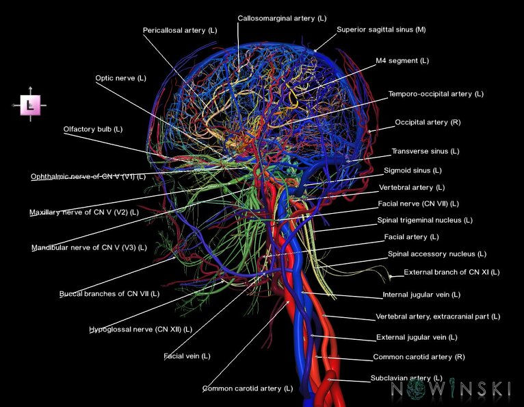 G4.T15.2-16.1-17.2-18.2-19.1.V2.C2.L1.Intracranial_arterial–venous_systems–Extracranial_arteries–veins–Cranial_nerves.tiff