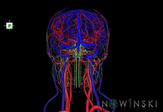 G4.T15.2-16.1-17.2-18.2-19.1.V3.C1.L0.Intracranial arterial–venous systems–Extracranial arteries–veins–Cranial nerves