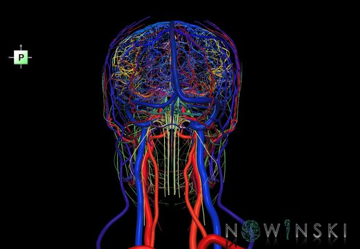 G4.T15.2-16.1-17.2-18.2-19.1.V3.C2.L0.Intracranial arterial–venous systems–Extracranial arteries–veins–Cranial nerves