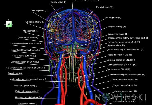 G4.T15.2-16.1-17.2-18.2-19.1.V3.C2.L1.Intracranial arterial–venous systems–Extracranial arteries–veins–Cranial nerves