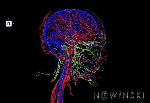 G4.T15.2-16.1-17.2-18.2-19.1.V4.C1.L0.Intracranial arterial–venous systems–Extracranial arteries–veins–Cranial nerves