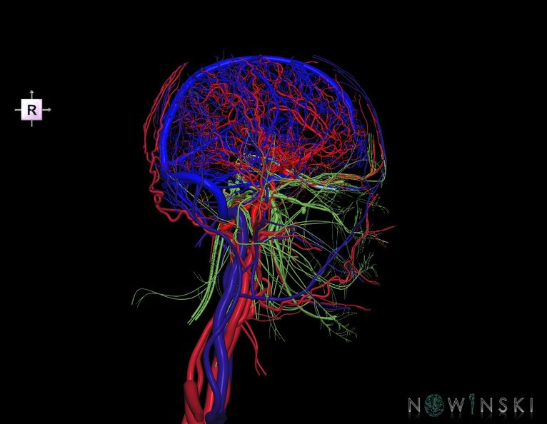 G4.T15.2-16.1-17.2-18.2-19.1.V4.C1.L0.Intracranial_arterial–venous_systems–Extracranial_arteries–veins–Cranial_nerves.tiff