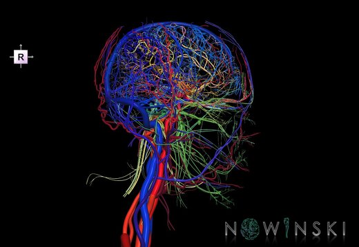 G4.T15.2-16.1-17.2-18.2-19.1.V4.C2.L0.Intracranial arterial–venous systems–Extracranial arteries–veins–Cranial nerves