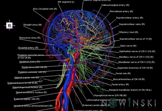 G4.T15.2-16.1-17.2-18.2-19.1.V4.C2.L1.Intracranial arterial–venous systems–Extracranial arteries–veins–Cranial nerves