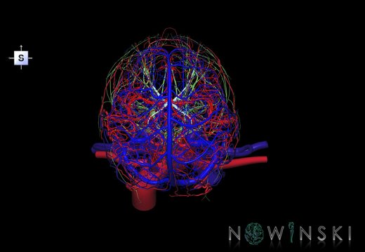 G4.T15.2-16.1-17.2-18.2-19.1.V5.C1.L0.Intracranial arterial–venous systems–Extracranial arteries–veins–Cranial nerves