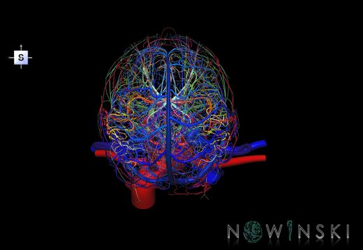 G4.T15.2-16.1-17.2-18.2-19.1.V5.C2.L0.Intracranial arterial–venous systems–Extracranial arteries–veins–Cranial nerves