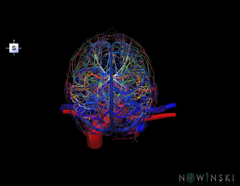 G4.T15.2-16.1-17.2-18.2-19.1.V5.C2.L0.Intracranial_arterial–venous_systems–Extracranial_arteries–veins–Cranial_nerves.tiff