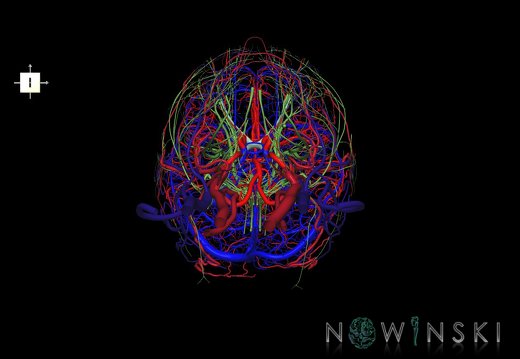 G4.T15.2-16.1-17.2-18.2-19.1.V6.C1.L0.Intracranial arterial–venous systems–Extracranial arteries–veins–Cranial nerves