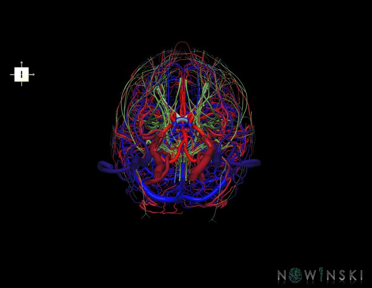 G4.T15.2-16.1-17.2-18.2-19.1.V6.C1.L0.Intracranial_arterial–venous_systems–Extracranial_arteries–veins–Cranial_nerves.tiff