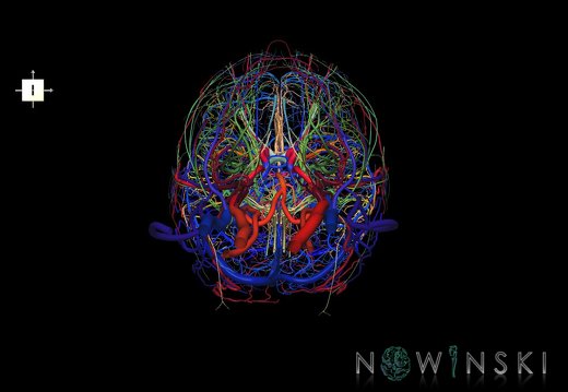 G4.T15.2-16.1-17.2-18.2-19.1.V6.C2.L0.Intracranial arterial–venous systems–Extracranial arteries–veins–Cranial nerves