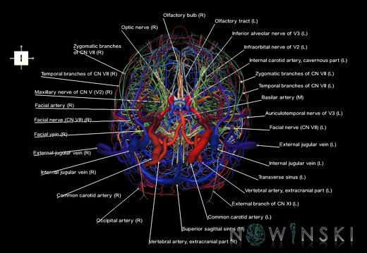 G4.T15.2-16.1-17.2-18.2-19.1.V6.C2.L1.Intracranial arterial–venous systems–Extracranial arteries–veins–Cranial nerves