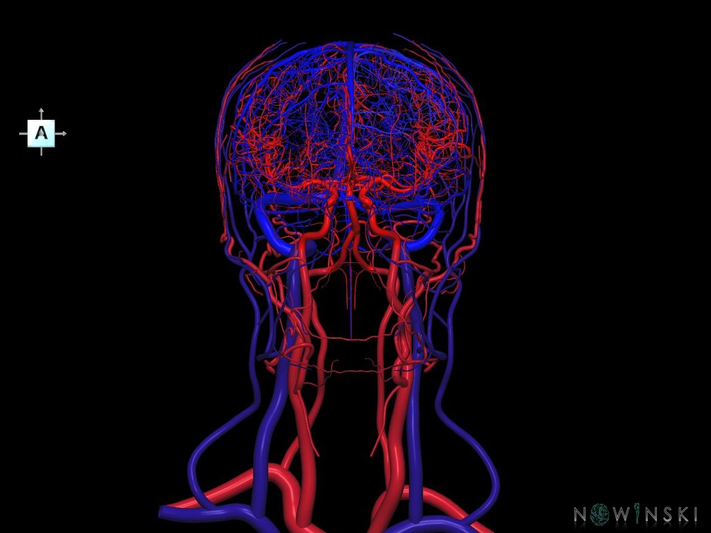 G4.T15.2-16.1.-17.2-18.2.V1.C1.L0.Intracranial arteries–Intracranial venous system–Extracranial arteries–Extracranial veins