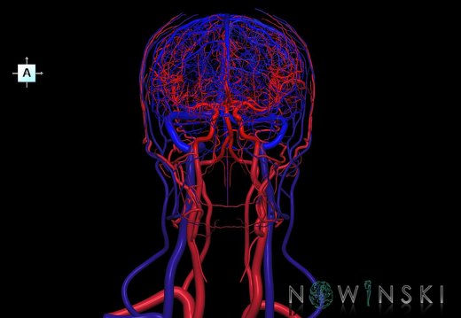 G4.T15.2-16.1.-17.2-18.2.V1.C1.L0.Intracranial arteries–Intracranial venous system–Extracranial arteries–Extracranial veins