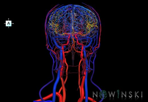 G4.T15.2-16.1.-17.2-18.2.V1.C2.L0.Intracranial arteries–Intracranial venous system–Extracranial arteries–Extracranial veins