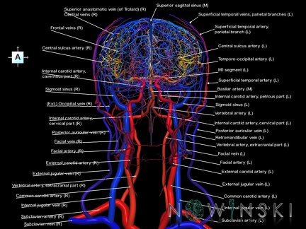 G4.T15.2-16.1.-17.2-18.2.V1.C2.L1.Intracranial arteries–Intracranial venous system–Extracranial arteries–Extracranial veins