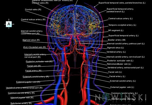 G4.T15.2-16.1.-17.2-18.2.V1.C2.L1.Intracranial arteries–Intracranial venous system–Extracranial arteries–Extracranial veins