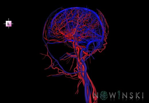 G4.T15.2-16.1.-17.2-18.2.V2.C1.L0.Intracranial arteries–Intracranial venous system–Extracranial arteries–Extracranial veins