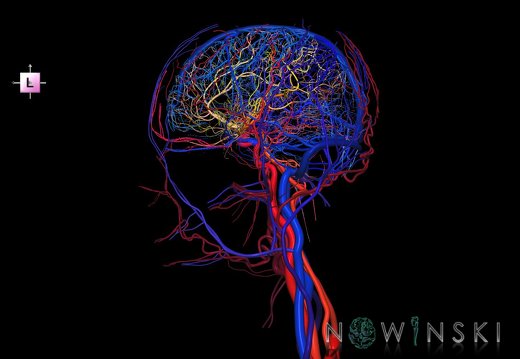 G4.T15.2-16.1.-17.2-18.2.V2.C2.L0.Intracranial arteries–Intracranial venous system–Extracranial arteries–Extracranial veins