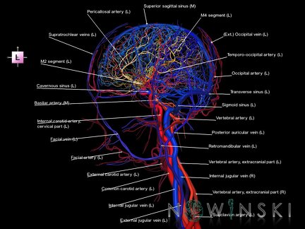 G4.T15.2-16.1.-17.2-18.2.V2.C2.L1.Intracranial arteries–Intracranial venous system–Extracranial arteries–Extracranial veins