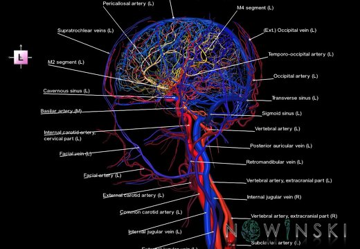 G4.T15.2-16.1.-17.2-18.2.V2.C2.L1.Intracranial arteries–Intracranial venous system–Extracranial arteries–Extracranial veins