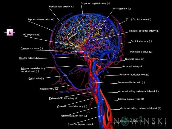 G4.T15.2-16.1.-17.2-18.2.V2.C2.L1.Intracranial arteries–Intracranial venous system–Extracranial arteries–Extracranial veins