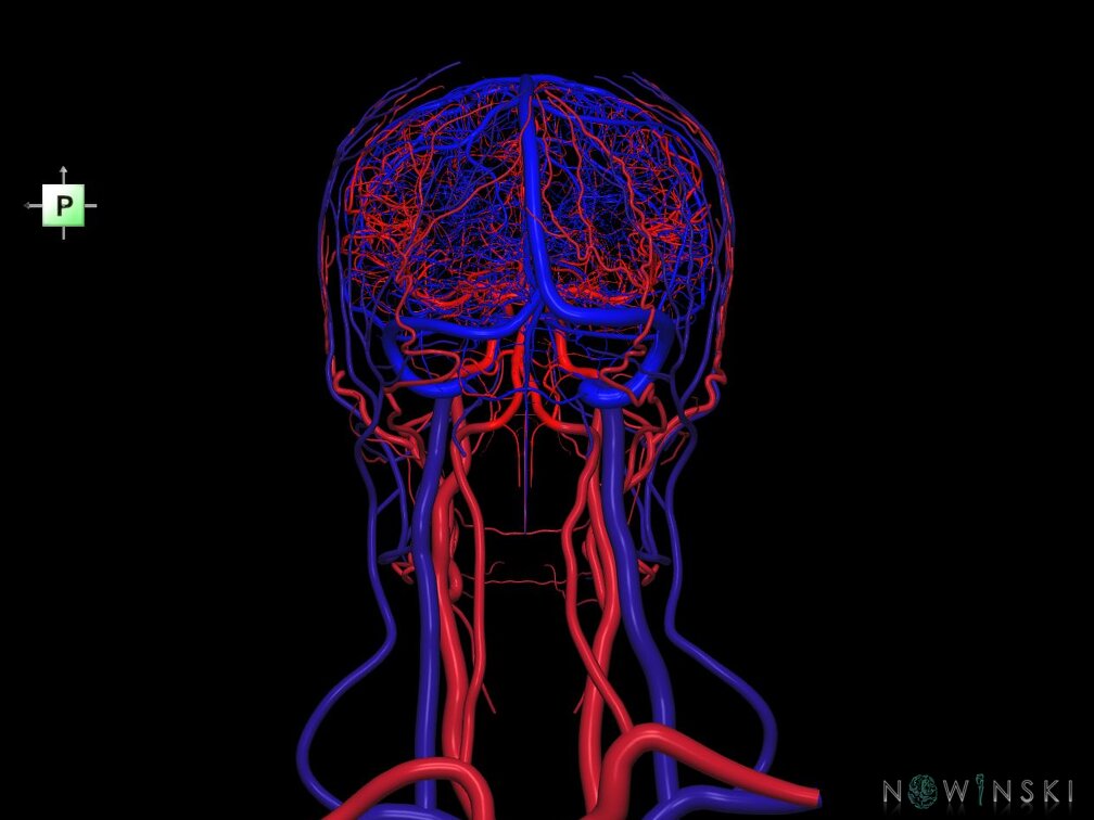 G4.T15.2-16.1.-17.2-18.2.V3.C1.L0.Intracranial arteries–Intracranial venous system–Extracranial arteries–Extracranial veins