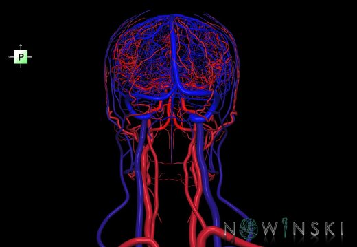 G4.T15.2-16.1.-17.2-18.2.V3.C1.L0.Intracranial arteries–Intracranial venous system–Extracranial arteries–Extracranial veins