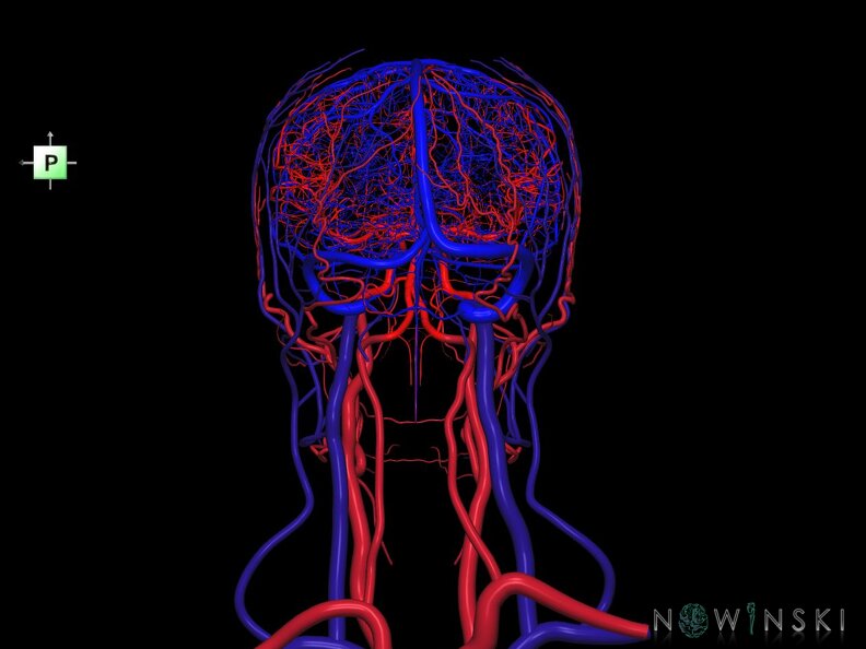 G4.T15.2-16.1.-17.2-18.2.V3.C1.L0.Intracranial arteries–Intracranial venous system–Extracranial arteries–Extracranial veins