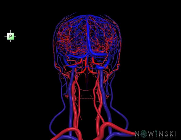 G4.T15.2-16.1.-17.2-18.2.V3.C1.L0.Intracranial_arteries–Intracranial_venous_system–Extracranial_arteries–Extracranial_veins.tiff