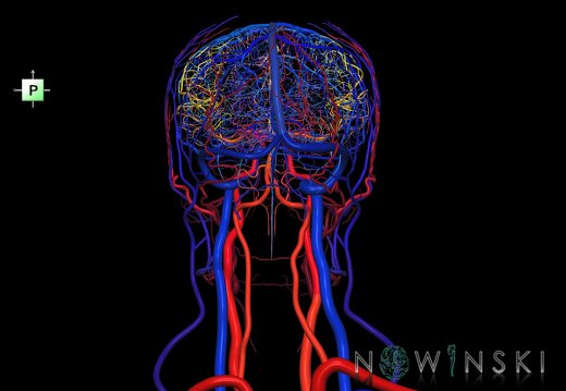 G4.T15.2-16.1.-17.2-18.2.V3.C2.L0.Intracranial arteries–Intracranial venous system–Extracranial arteries–Extracranial veins