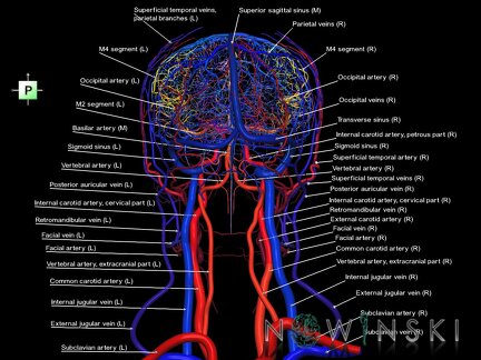G4.T15.2-16.1.-17.2-18.2.V3.C2.L1.Intracranial arteries–Intracranial venous system–Extracranial arteries–Extracranial veins