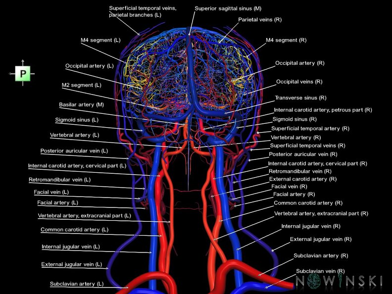 G4.T15.2-16.1.-17.2-18.2.V3.C2.L1.Intracranial arteries–Intracranial venous system–Extracranial arteries–Extracranial veins