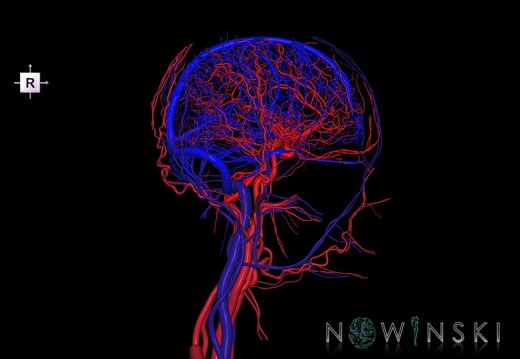 G4.T15.2-16.1.-17.2-18.2.V4.C1.L0.Intracranial arteries–Intracranial venous system–Extracranial arteries–Extracranial veins