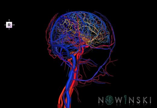 G4.T15.2-16.1.-17.2-18.2.V4.C2.L0.Intracranial arteries–Intracranial venous system–Extracranial arteries–Extracranial veins